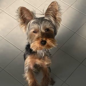 Meet your Posher, Caroline